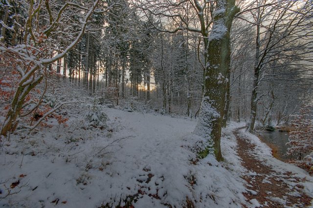 Wintertag im Wald