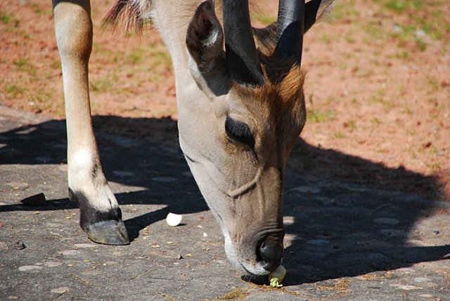 Tierbilder