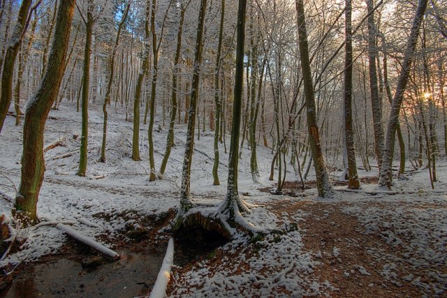 Wintertag im Wald