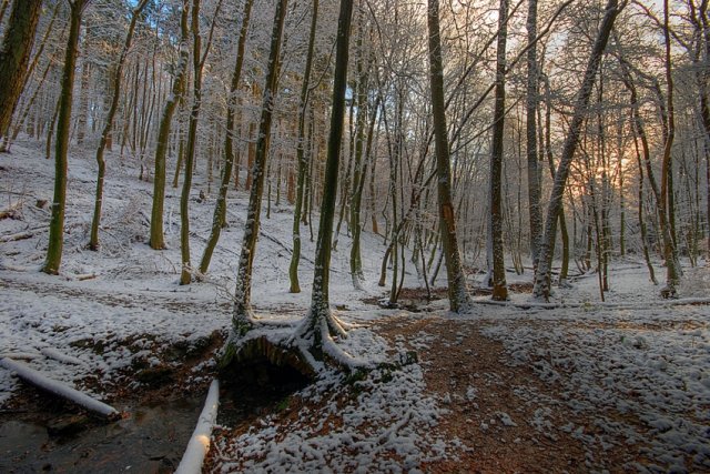 Wintertag im Wald
