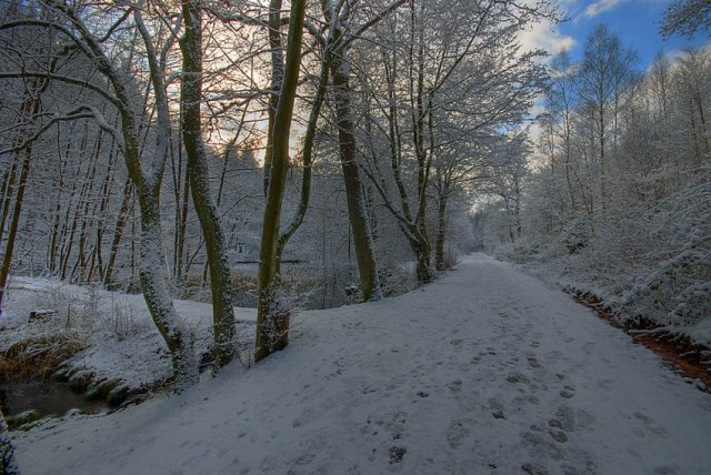 Wintertag im Wald