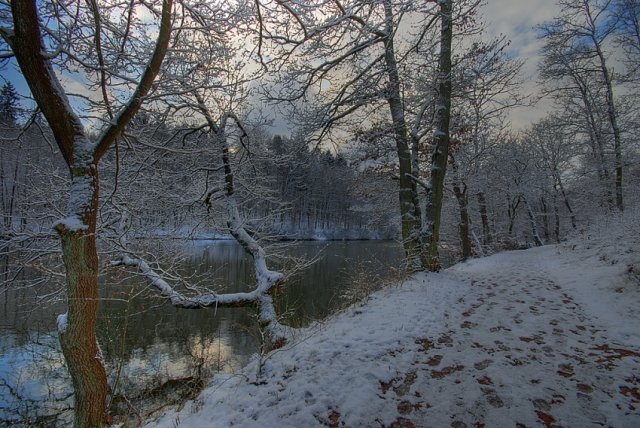 Wintertag im Wald