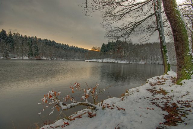 Wintertag im Wald