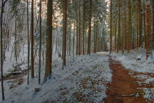 Wintertag im Wald