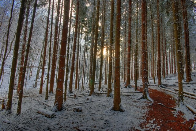 Wintertag im Wald