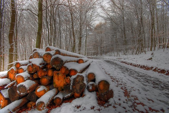 Wintertag im Wald