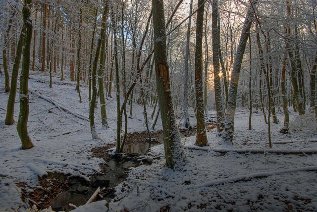 Wintertag im Wald