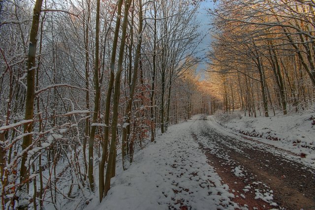 Wintertag im Wald