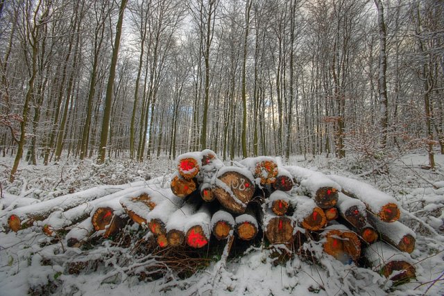 Wintertag im Wald