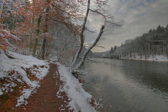 Wintertag im Wald