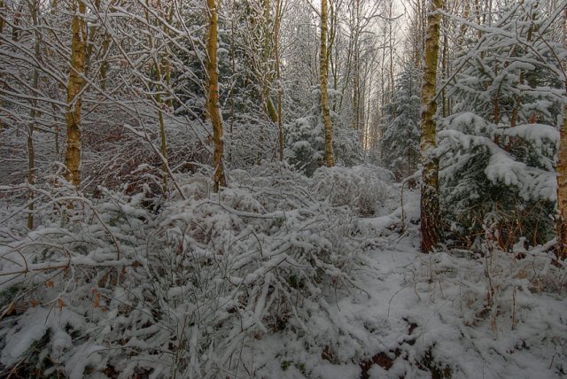 Wintertag im Wald