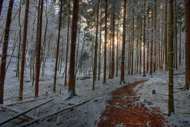 Wintertag im Wald