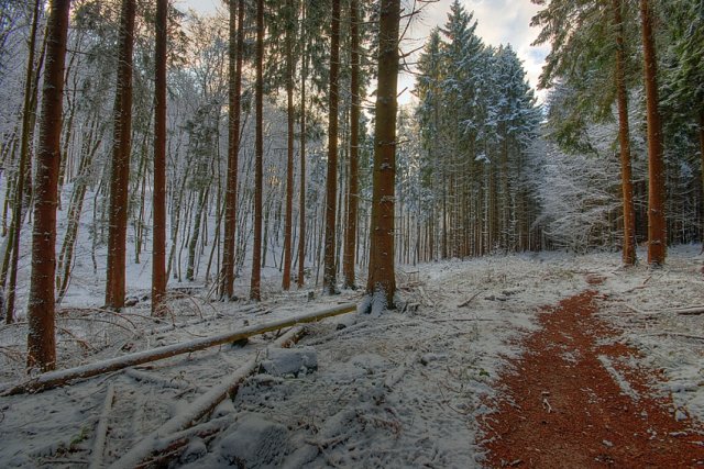 Wintertag im Wald