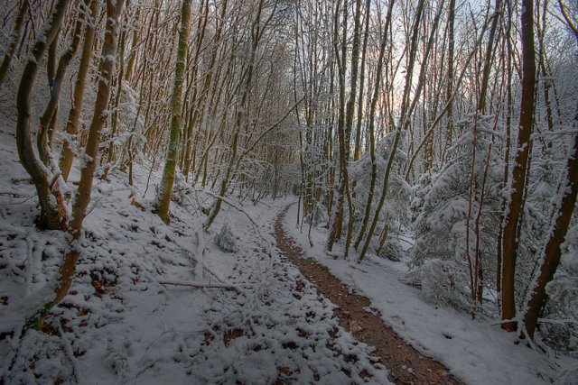 Wintertag im Wald