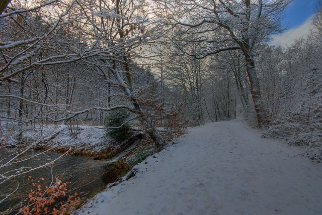 Wintertag im Wald